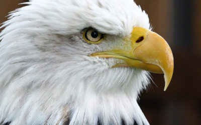 Eagle Watch 2018