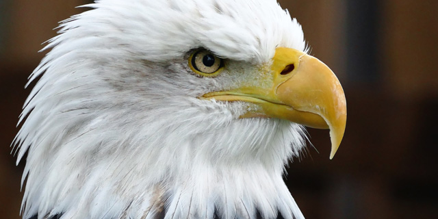 Eagle Watch 2018